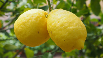 Картинка природа плоды лимоны