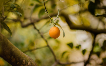 Картинка природа плоды лимон