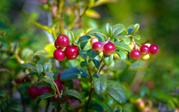 Картинка природа ягоды клюква