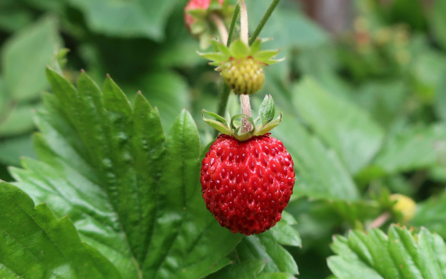 Обои картинки фото природа, ягоды, клубника