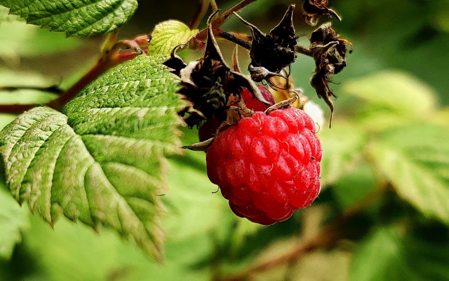 Обои картинки фото природа, ягоды, малина