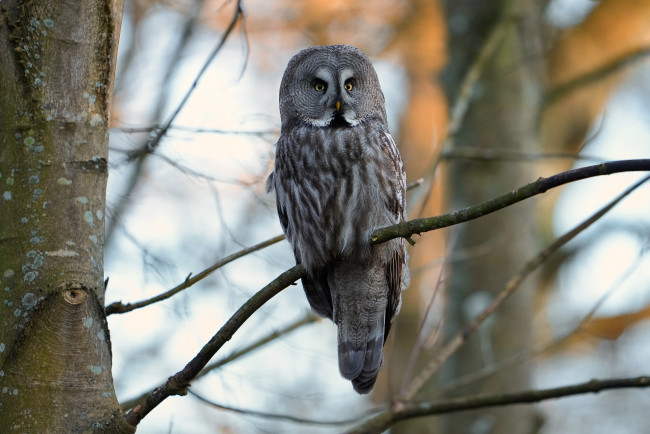 Обои картинки фото животные, совы, сова