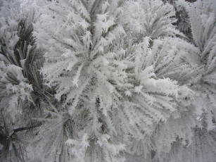 Картинка природа макро иней