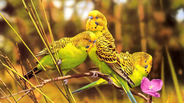 обоя 295473, рисованное, животные,  птицы,  попугаи, птица, попугай