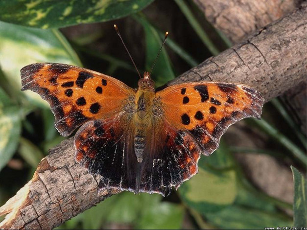 Обои картинки фото животные, бабочки