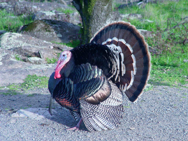 Обои картинки фото животные, индюки