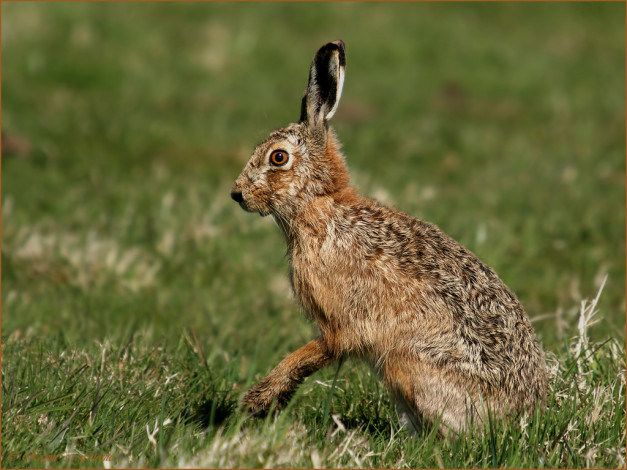 Обои картинки фото животные, кролики, зайцы