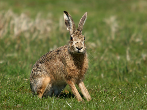 Обои картинки фото животные, кролики, зайцы