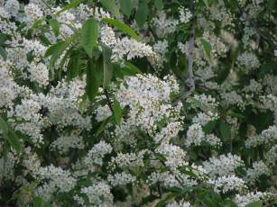 Картинка цветы цветущие деревья кустарники