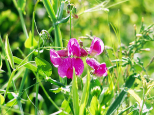 обоя цветы, душистый, горошек