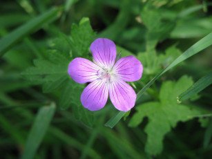 Картинка цветы герань