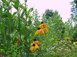 Картинка цветы рудбекия