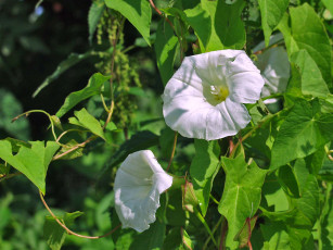 Картинка цветы вьюнки ипомеи