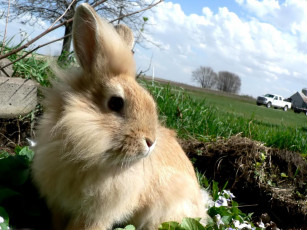 Картинка животные кролики зайцы