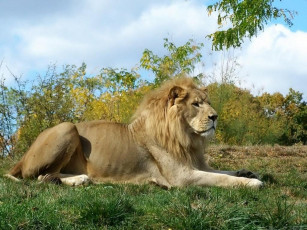 Картинка животные львы