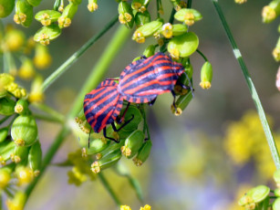 Картинка животные насекомые