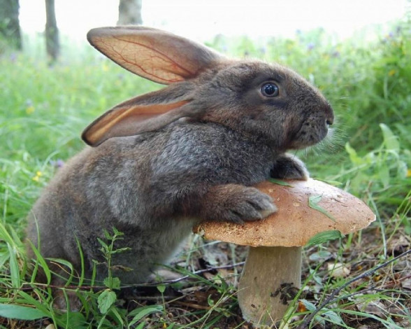 Обои картинки фото животные, кролики, зайцы