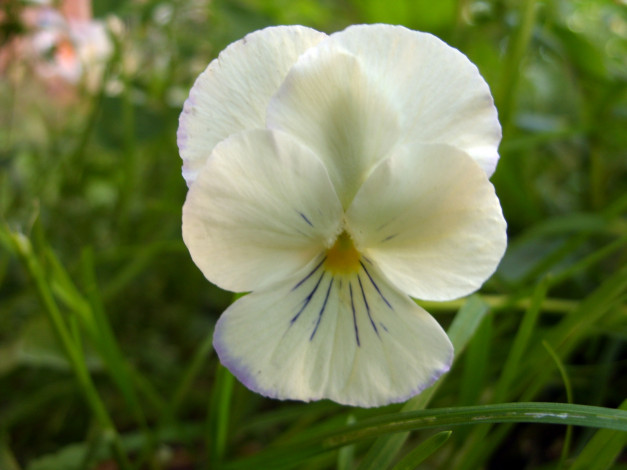 Обои картинки фото цветы, анютины, глазки, садовые, фиалки