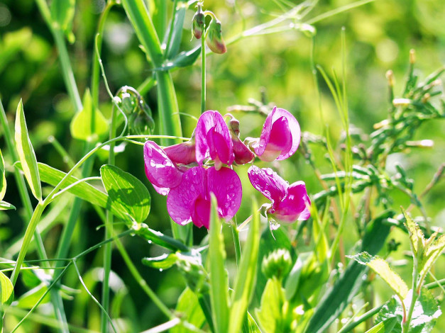 Обои картинки фото цветы, душистый, горошек