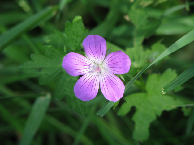 Обои картинки фото цветы, герань