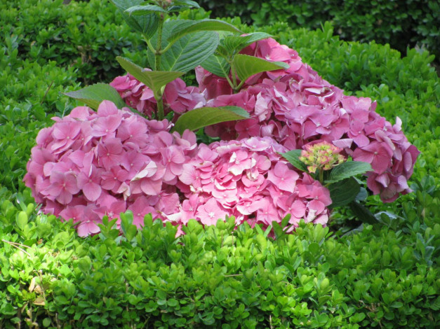 Обои картинки фото цветы, гортензия