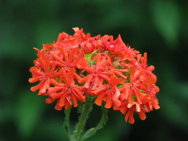 Обои картинки фото цветы, лантана, вербена