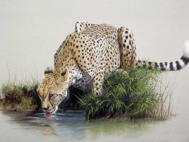 Обои картинки фото рисованные, животные