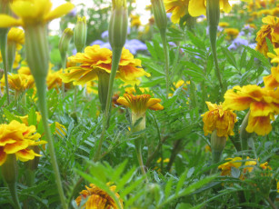 Картинка бархатцы цветы