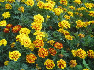 Картинка бархатцы цветы чебрец