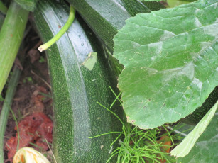 Картинка цуккини природа плоды зеленый большой