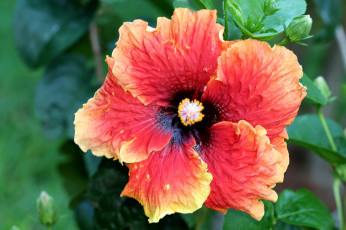 Картинка цветы гибискусы большой оранжевый