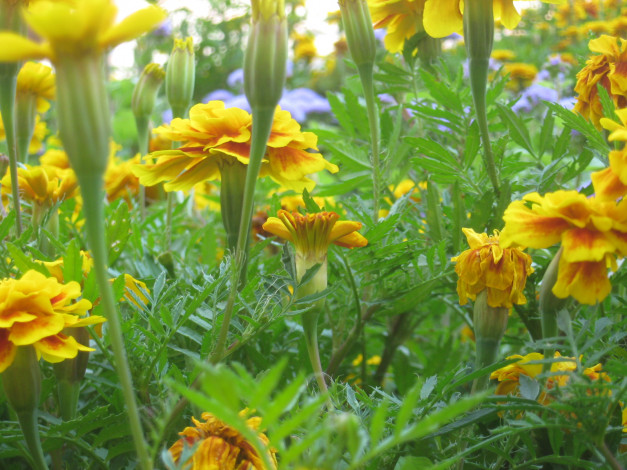 Обои картинки фото бархатцы, цветы