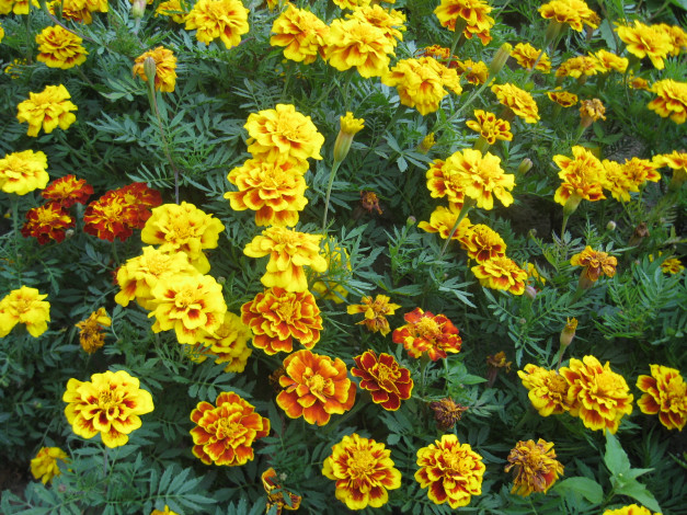Обои картинки фото бархатцы, цветы, чебрец
