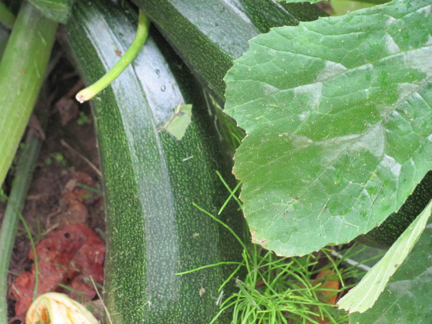 Обои картинки фото цуккини, природа, плоды, зеленый, большой