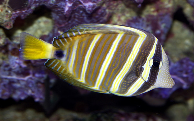 Обои картинки фото животные, рыбы, плавание, полоски