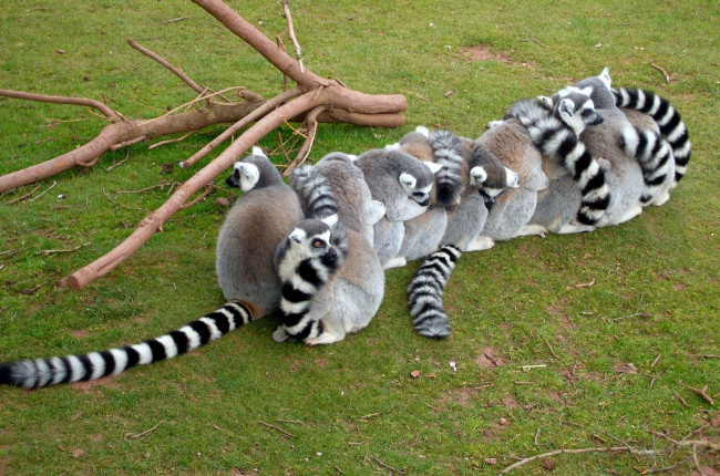 Обои картинки фото животные, лемуры, цепочка, забавный, много, хвосты