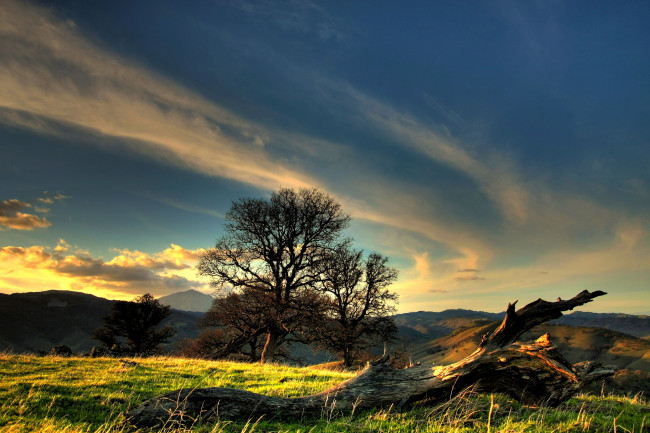 Обои картинки фото природа, деревья, пейзаж