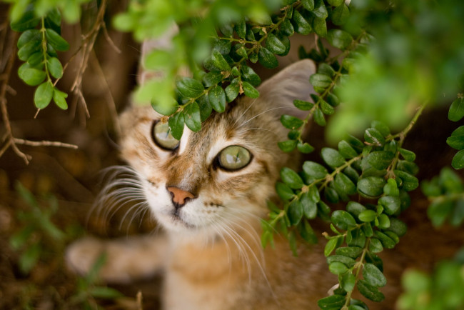 Обои картинки фото животные, коты, морда