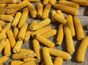 Картинка еда кукуруза