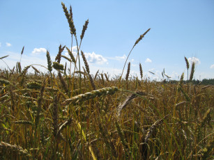 Картинка колоски природа поля поле