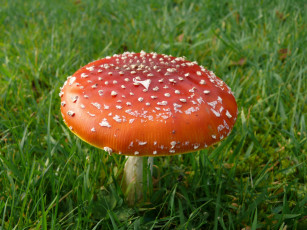 Картинка природа грибы мухомор