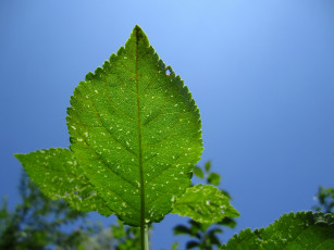 Картинка природа листья