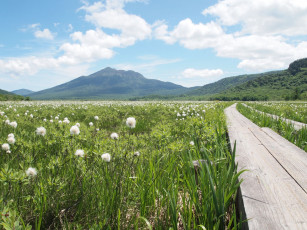 Картинка природа луга луг