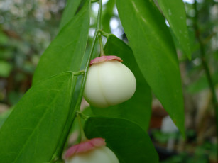 Картинка природа Ягоды ветка листья