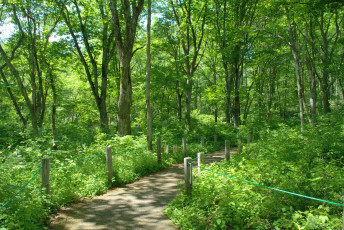 Картинка природа лес