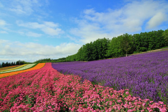 Картинка природа поля поле цветы