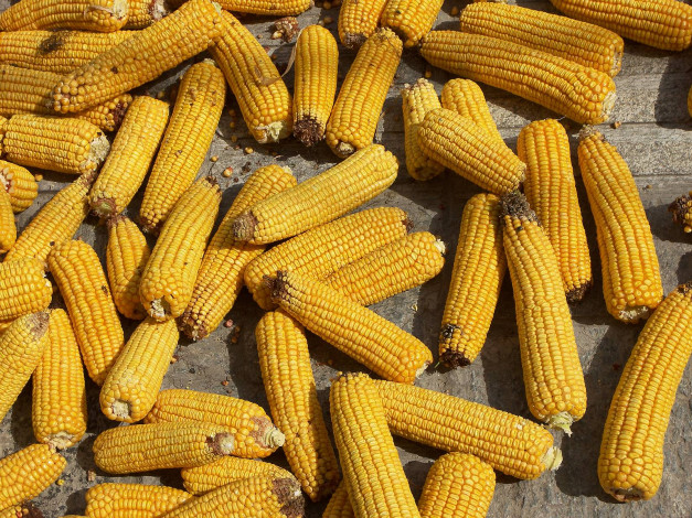 Обои картинки фото еда, кукуруза