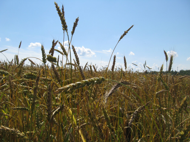 Обои картинки фото колоски, природа, поля, поле