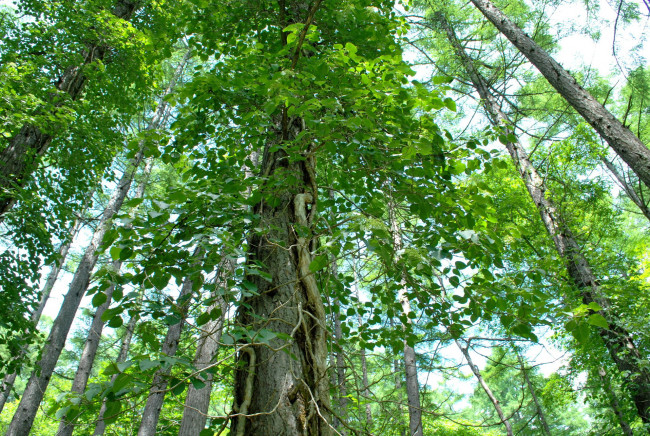 Обои картинки фото природа, лес, лето, деревья, листья