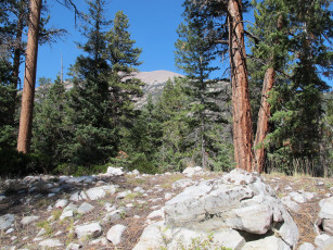 Картинка great basin national park невада природа лес горы